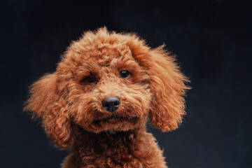 Apricot miniature poodle with curly fur posing against dark background
