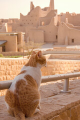 Cat looking at heritage in Diriyah, Saudi Arabia