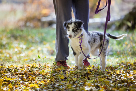 Merle border collie puppy on leash on walk in autumn forest