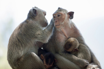 Naklejka premium 可愛いサル