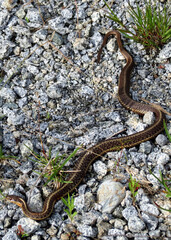 Naklejka na ściany i meble Garter Snake warming up on gravel road