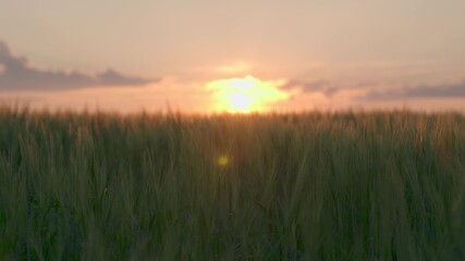 Fototapeta na wymiar green wheat field sunset sky, agriculture, crop cultivation field, agricultural bread production, rye growing land soil plantations, working garden farm, clean ecology, business ranch, grain growth