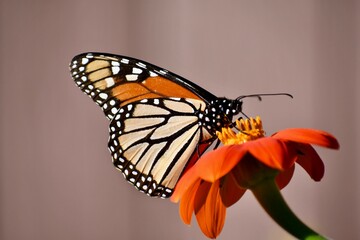 Monarch butterfly on an orange flower