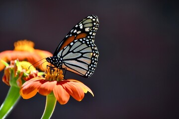 Fototapeta na wymiar Monarch butterfly on an orange flower