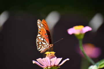 butterfly on flower