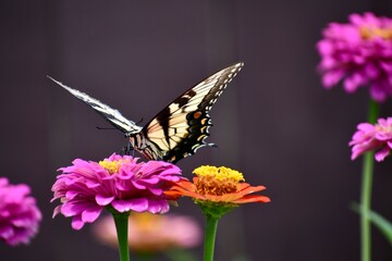 Giant swallowtail butterfly on a pink zinnia