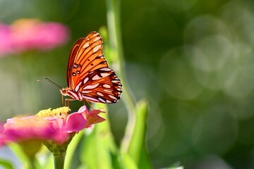 Fototapeta na wymiar Gulf fritillary butterfly on a pink flower