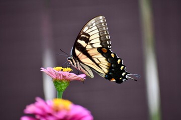 Naklejka na ściany i meble Giant swallowtail butterfly on a pink zinnia