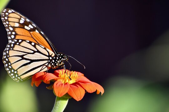 Monarch butterfly on an orange flower