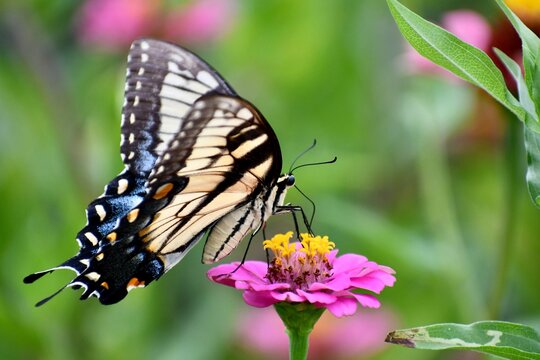 Giant swallowtail butterfly on a pink flower