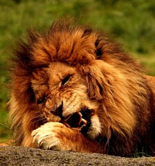 Fototapeta na wymiar Lion eating