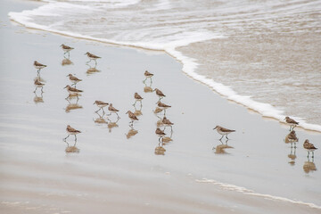 Aves marinhas na praia