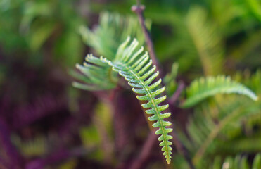 close up selective focus of wild fern leaf in the morning