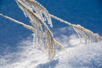 冬のススキの穂に付いた雪と霧氷
