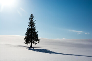 冬の晴れた日の雪原に立つマツの木