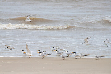 Aves marinhas na praia