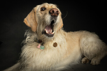 Funny portrait of yellow labrador dog with mouth open to catch a treat