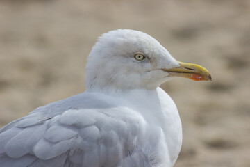 Seagull