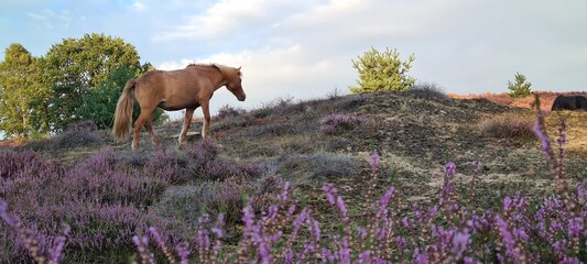 Icelandic horse at the Posbank.