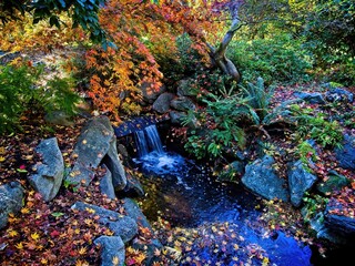 Fall colors over the bridge in the Beacon Hill Park, Victoria BC