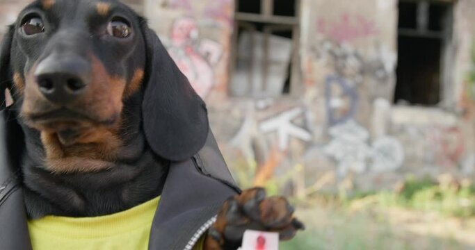 Cheeky dachshund puppy in leather jacket is shaking up spray paint, because it is going to draw graffiti in abandoned district of city. Street artist want to create masterpiece. Vandal making a mess.