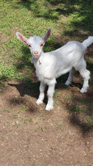 Beautiful baby goat in the field.