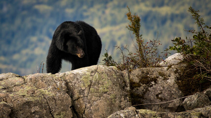 Black bear standing on top of rocks in Canada