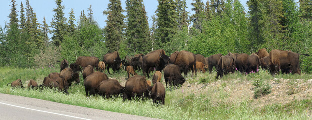 Herd of American Bisons Roadside Lunch © Arc