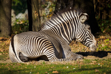 Fototapeta na wymiar Zebra sitting on the ground.