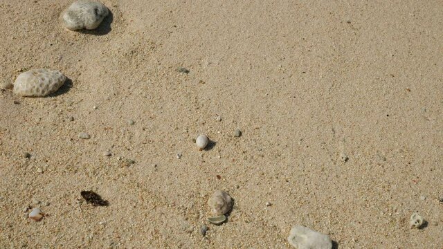 Okinawa,Japan - November 1, 2021: A small hermit crab on Beautiful beach at Kurima island, Japan
