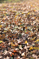 Thick dry leaves on the ground in autumn