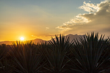 Campo de agave Tequilana wever con el que se produce tequila durante el atardecer a vista del volcán de tequila