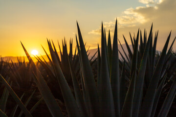 Campo de agave Tequilana wever con el que se produce tequila durante el atardecer a vista del...