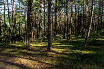 Pine forest, the sun in the pines and on the forest floor