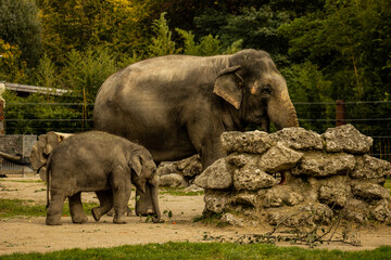Elephant Mum and Baby