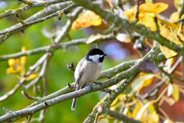 Chickadee in Tree 02