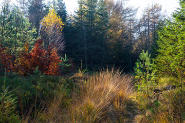 Obraz premium Beautiful autumn Nature and Landscape in the sandstone Mountains in the north Bohemia, Elbe sandstone, protected Landscape Area, Czech Republic
