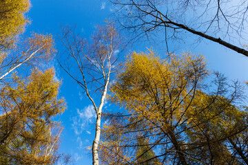 Beautiful autumn Nature and Landscape in the sandstone Mountains in the north Bohemia, Elbe sandstone, protected Landscape Area, Czech Republic