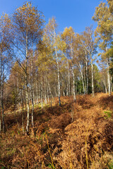 Beautiful autumn Nature and Landscape in the sandstone Mountains in the north Bohemia, Elbe sandstone, protected Landscape Area, Czech Republic