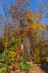 Beautiful autumn Nature and Landscape in the sandstone Mountains in the north Bohemia, Elbe sandstone, protected Landscape Area, Czech Republic