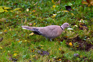 Eurasian Collared Dove 01