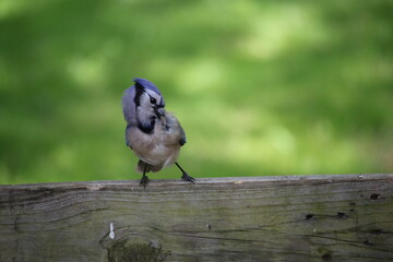 Blue Jay Preening on Post – Front-Facing Body with Profiled Head and Wing Detail