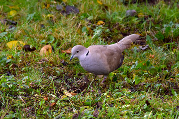 Eurasian Collared Dove 07
