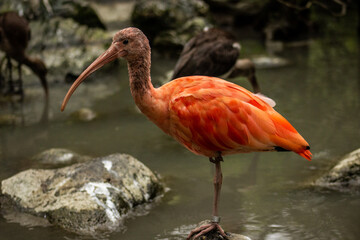 Pink Bird with Water