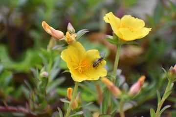 bee on yellow moss rose flower