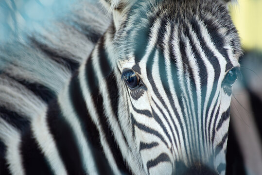 portrait of a young zebra foal, close-up eyes