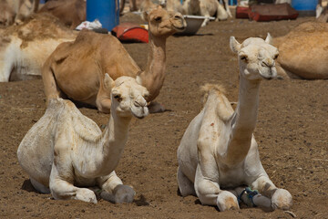 West Africa. Mauritania. One-humped camels at the metropolitan camel market, where a huge number of...