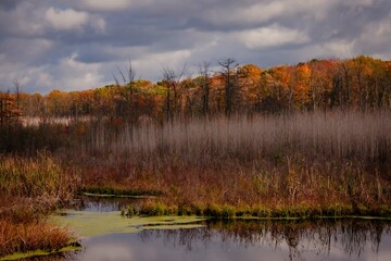 FALL FOILAGE CLEVELAND OHIO