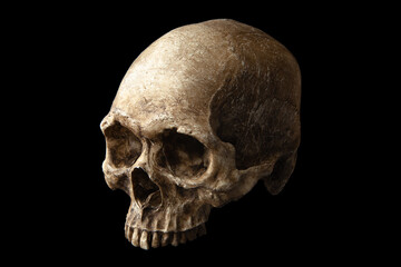 Realistic Human Skull Prop Low Key