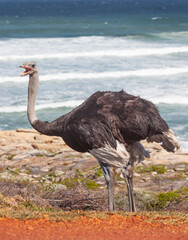 An Ostrich in Table Mountain National Park